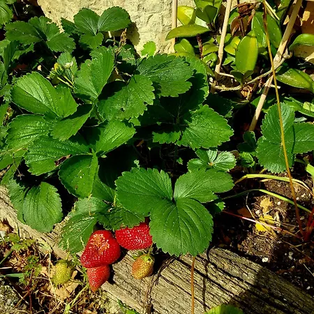 Casa vacanze La Kuruxa Cantabra La Cavada