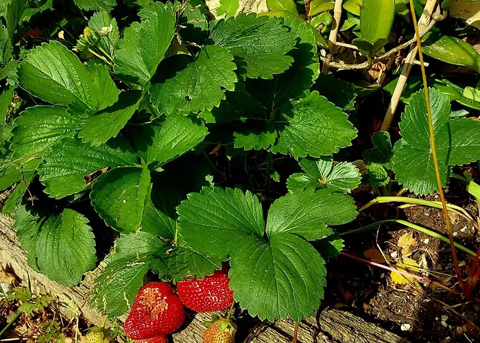 Holiday home La Kuruxa Cantabra La Cavada
